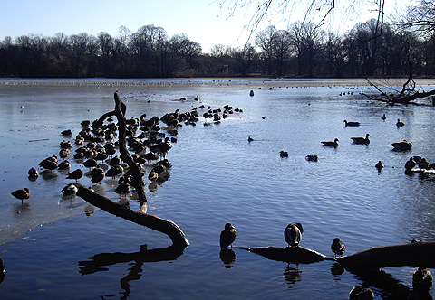 凍った湖と水鳥たち