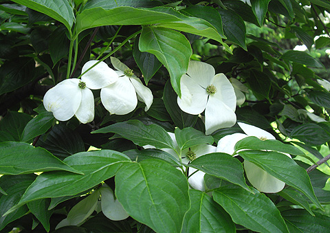 木の花、白いハナミズキ