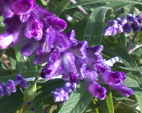 毛深い紫の花
