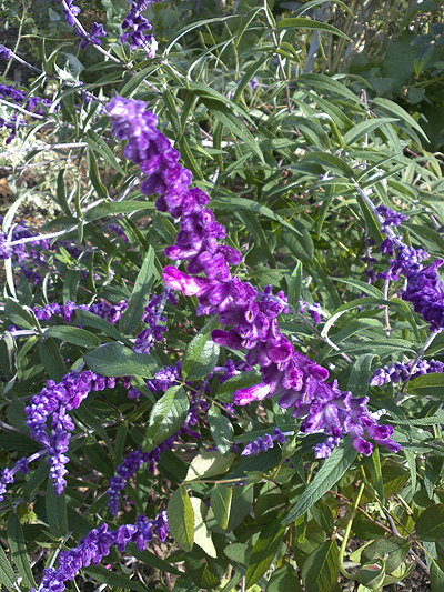 ハーブっぽい紫の花